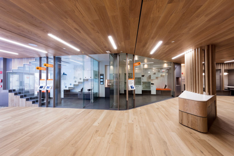 動(dòng)物收養(yǎng)中心的新辦公室設(shè)計(jì)