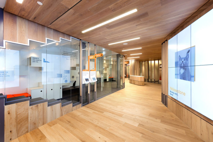 動(dòng)物收養(yǎng)中心的新辦公室設(shè)計(jì)